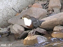 Wasseramsel (Foto: privat)