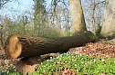 Der Fr&uuml;hling hat schon lange Einzug gehalten im Park Hohenrode (Foto: Angelo Glashagel)