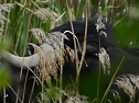 Wasserbüffel in der Windlücke (Foto: Peter Blei) Wasserbüffel in der Windlücke (Foto: Peter Blei)