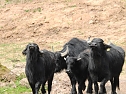 Wasserbüffel in der Windlücke (Foto: Peter Blei) Wasserbüffel in der Windlücke (Foto: Peter Blei)