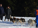 Schlittenhunderennen in Benneckenstein (Foto: Peter Blei) Schlittenhunderennen in Benneckenstein (Foto: Peter Blei)