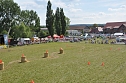 Kampf der Giganten Sundhausen (Foto: nnz-City Scout: Sven G&auml;mkow)