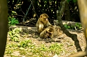 Besuch bei den Affen am Strau&szlig;berg (Foto: Gernot Thelemann)