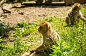 Besuch bei den Affen am Strau&szlig;berg (Foto: Gernot Thelemann)