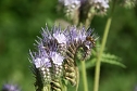 Mit wenig Mühe lassen sich Blühpflanzen ein ganzes Jahr über aussäten oder pflanzen. Hier ein Bienchen auf einer Phacelia. (Foto: Sabine Reichl) Mit wenig Mühe lassen sich Blühpflanzen ein ganzes Jahr über aussäten oder pflanzen. Hier ein Bienchen auf einer Phacelia. (Foto: Sabine Reichl)