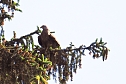 Natur pur bei am Neust&auml;dter Rosenteich (Foto: Peter Blei)
