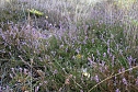 Heidekraut nach der Pflege am Heidemaul bei Auleben (Foto: LPV) Heidekraut nach der Pflege am Heidemaul bei Auleben (Foto: LPV)