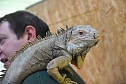 Reptilien Ausstellung (Foto: City Scout Sven Gämkow) Reptilien Ausstellung (Foto: City Scout Sven Gämkow)