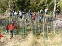 1.000 Weißtannen gepflanzt (Foto: nnz) 1.000 Weißtannen gepflanzt (Foto: nnz)