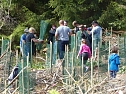 1.000 Weißtannen gepflanzt (Foto: nnz) 1.000 Weißtannen gepflanzt (Foto: nnz)