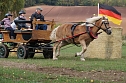 S&uuml;dharz Rallye f&uuml;r Pferdegespanne (Foto: C. Wilhelm)