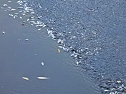 Das Sterben der Fische (Foto: Peter Blei)