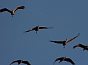 Die letzten Kraniche im Anflug (Foto: Peter Blei)