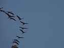 Die letzten Kraniche im Anflug (Foto: Peter Blei)