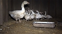Tierschutzorganisation erhebt Vorw&uuml;rfe gegen Hundez&uuml;chterin aus Bleicherode (Foto: PETA Deutschland e.V.)