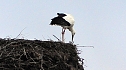 Erster Storch in der Goldenen Aue (Foto: Ulrich Reinboth) Erster Storch in der Goldenen Aue (Foto: Ulrich Reinboth)