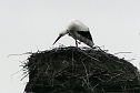 Erster Storch in der Goldenen Aue (Foto: Ulrich Reinboth) Erster Storch in der Goldenen Aue (Foto: Ulrich Reinboth)