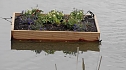Schwimmende G&auml;rten  (Foto: Ulrich Reinboth )