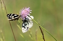 Sonntagsspaziergang Gipskarst-Naturschutzgebiet Sattelk&ouml;pfe" - H&ouml;rninger Klippen" (Foto: Eva Maria Wiegand)