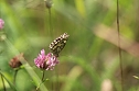 Sonntagsspaziergang Gipskarst-Naturschutzgebiet Sattelk&ouml;pfe" - H&ouml;rninger Klippen" (Foto: Eva Maria Wiegand)