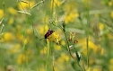Sonntagsspaziergang Gipskarst-Naturschutzgebiet Sattelk&ouml;pfe" - H&ouml;rninger Klippen" (Foto: Eva Maria Wiegand)