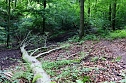 Erste Wanderung auf dem Urwaldpfad bei R&uuml;digsdorf (Foto: S.Staubitz)