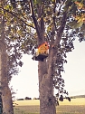 Neue Vogelhäuschen in Urbach (Foto: K.Seifert) Neue Vogelhäuschen in Urbach (Foto: K.Seifert)