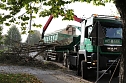 An der Bleiche hat man damit begonnen 13 B&auml;ume zu f&auml;llen (Foto: Michael Garke)