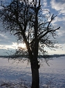Winterbilder (Foto: H. Mahnegold)