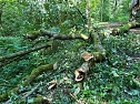 Der 400 Jahre alte "Gro&szlig;mutter"-Baum am Kohnstein gefallen (Foto: Steffen Iffland)