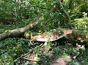 Der 400 Jahre alte "Gro&szlig;mutter"-Baum am Kohnstein gefallen (Foto: Steffen Iffland)