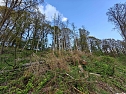 Sturmsch&auml;den,viel Wasser und sehr gute Fernsicht am ehemaligen Wald bei Urbach (Foto: Peter Blei)