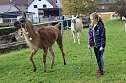 Unterwegs mit den Unstrut Lamas aus Herbsleben (Foto: Eva Maria Wiegand)