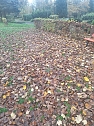 Laub auf dem Hauptfriedhof (Foto: P.Blei)