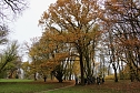 Artistik zwischen Baum und Borke - im Park Hohenrode lud man zu einem künsterlischen Waldspaziergang (Foto: agl) Artistik zwischen Baum und Borke - im Park Hohenrode lud man zu einem künsterlischen Waldspaziergang (Foto: agl)