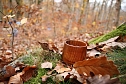 Artistik zwischen Baum und Borke - im Park Hohenrode lud man zu einem künsterlischen Waldspaziergang (Foto: agl) Artistik zwischen Baum und Borke - im Park Hohenrode lud man zu einem künsterlischen Waldspaziergang (Foto: agl)