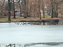 Fr&uuml;hlingsvorboten im Stadtpark und im Park Hohenrode (Foto: Peter Blei)