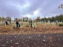 Baumpflanzungen im Stadtwald (Foto: Yvonne Reichardt, Nordth&uuml;ringer Lebenshilfe )
