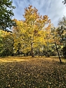 Der Herbst im Park (Foto: K.Knittel) Der Herbst im Park (Foto: K.Knittel)