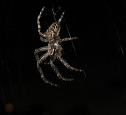 Spinne am Abend (Foto: P. Blei)