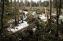 Waldschäden nach Sturm Kyrill (Foto: Wiethoff) Waldschäden nach Sturm Kyrill (Foto: Wiethoff)