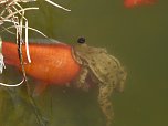Liebesspiel im Gartenteich (Foto: W. Kaiser)