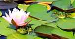 Pause im Teich (Foto: Christoph Keil) Pause im Teich (Foto: Christoph Keil)