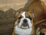 Neues Zuhause f&uuml;r Bomel (Foto: Bulldoggenclub Nordhausen)
