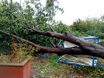 Umgest&uuml;rzter Baum (Foto: privat)