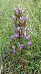 Heimischer Enzian (Foto: B. Schwarzberg)