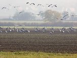 Kraniche nicht stören (Foto: J. Piper) Kraniche nicht stören (Foto: J. Piper)