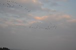 Kraniche ziehen (Foto: Nico Hofsommer)