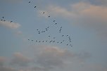 Kraniche ziehen (Foto: Nico Hofsommer)