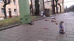 B&ouml;llerabfall auf den Stra&szlig;en (Foto: nnz)